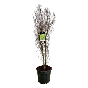 Lavandula stoechas geen maat specificatie 0,55L/P9cm - afbeelding 3