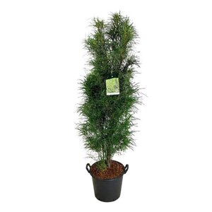 Lavandula stoechas geen maat specificatie 0,55L/P9cm - afbeelding 2