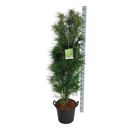 Lavandula stoechas geen maat specificatie 0,55L/P9cm - afbeelding 11