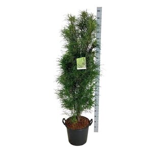 Lavandula stoechas geen maat specificatie 0,55L/P9cm - afbeelding 11
