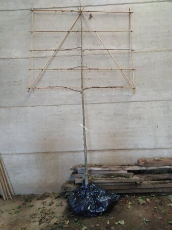 Tilia cordata 10-12 Hoogstam wortelgoed lei 180cm stam 5 etages - afbeelding 1