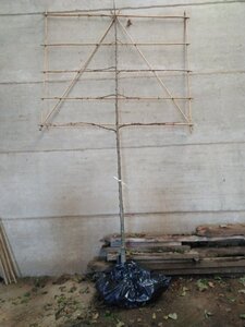 Tilia cordata 10-12 Hoogstam wortelgoed lei 180cm stam 5 etages