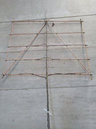 Tilia cordata 10-12 Hoogstam wortelgoed lei 180cm stam 5 etages - afbeelding 3