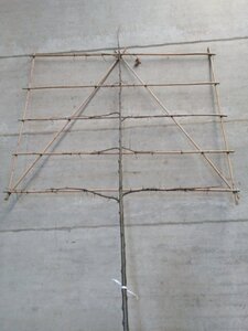 Tilia cordata 10-12 Hoogstam wortelgoed lei 180cm stam 5 etages - afbeelding 3