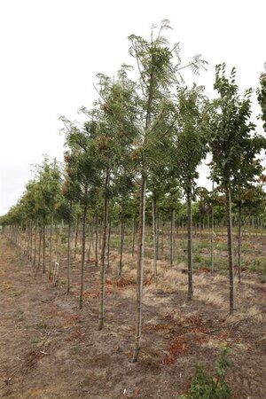 Tilia cordata 150-175 cm wortelgoed 3 jarig verplante zaailin - afbeelding 2