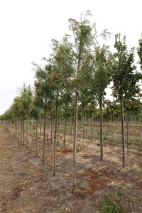 Tilia cordata 150-175 cm wortelgoed 3 jarig verplante zaailin - afbeelding 2