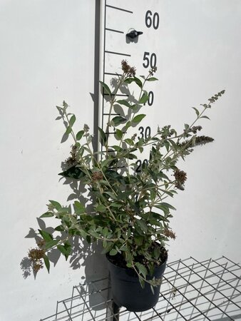 Tilia cordata 50-80 cm wortelgoed 2-jarig verplante zaailin - afbeelding 3