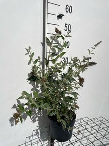 Tilia cordata 50-80 cm wortelgoed 2-jarig verplante zaailin - afbeelding 3