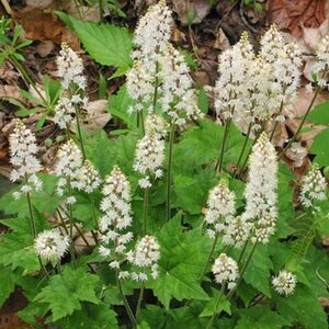 Tiarella cordifolia geen maat specificatie 0,55L/P9cm - afbeelding 2