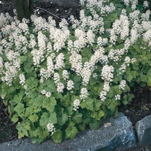 Tiarella cordifolia geen maat specificatie 0,55L/P9cm - afbeelding 3