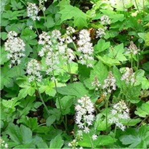Tiarella cordifolia geen maat specificatie 0,55L/P9cm - afbeelding 4