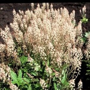 Tiarella cordifolia geen maat specificatie 0,55L/P9cm - afbeelding 5