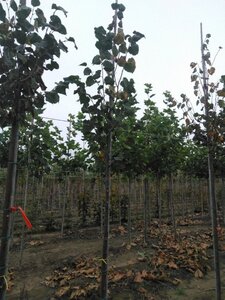 Tilia cordata 'Roelvo' 8-10 Hoogstam wortelgoed