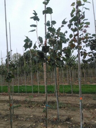 Tilia europaea 'Euchlora' 6-8 Hoogstam wortelgoed - afbeelding 8