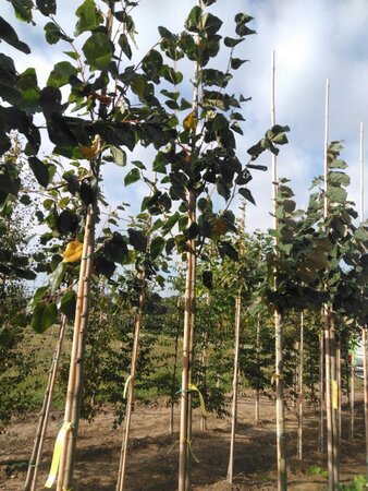 Tilia europaea 'Euchlora' 8-10 Hoogstam wortelgoed - afbeelding 5