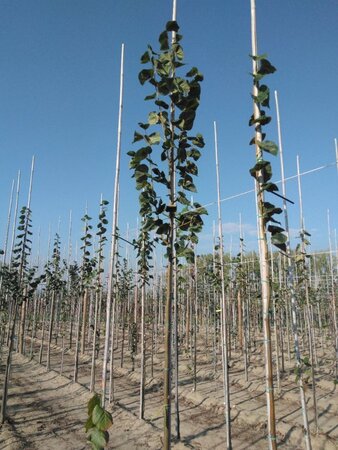 Tilia europaea 'Euchlora' 8-10 Hoogstam wortelgoed - afbeelding 6