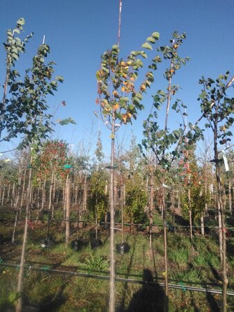 Tilia europaea 'Pallida' 12-14 Hoogstam BAG - afbeelding 2