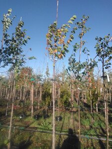Tilia europaea 'Pallida' 12-14 Hoogstam BAG - afbeelding 2