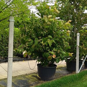 Tilia henryana 200-250 cm container meerstammig