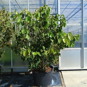 Tilia henryana 200-250 cm container multi-stem - image 3