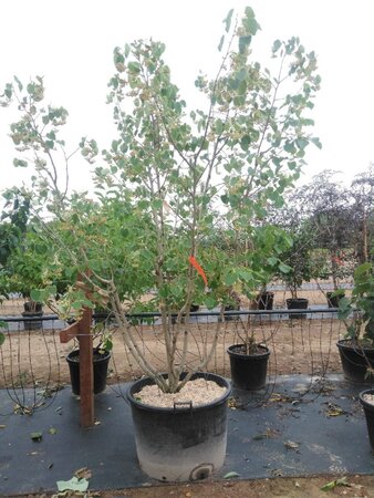 Tilia henryana 200-250 cm container multi-stem - image 1