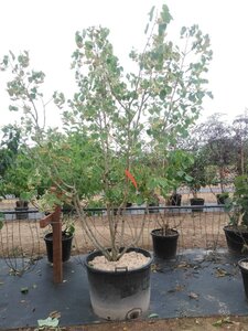 Tilia henryana 200-250 cm container multi-stem