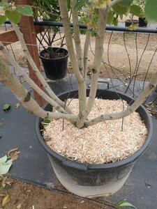 Tilia henryana 200-250 cm container multi-stem - image 2