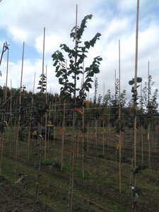 Tilia platyphyllos 10-12 Hoogstam wortelgoed - afbeelding 2