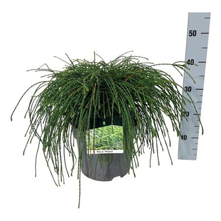 Tilia platyphyllos 6-8 Hoogstam wortelgoed - afbeelding 1