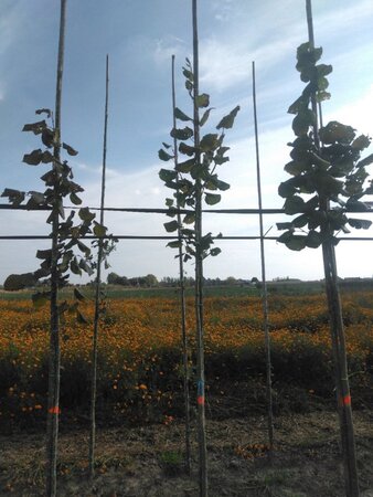Tilia platyphyllos 6-8 Hoogstam wortelgoed - afbeelding 5