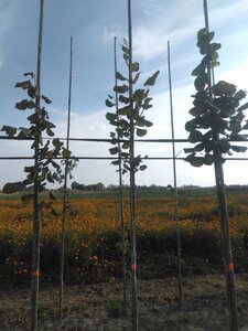 Tilia platyphyllos 6-8 Hoogstam wortelgoed - afbeelding 5