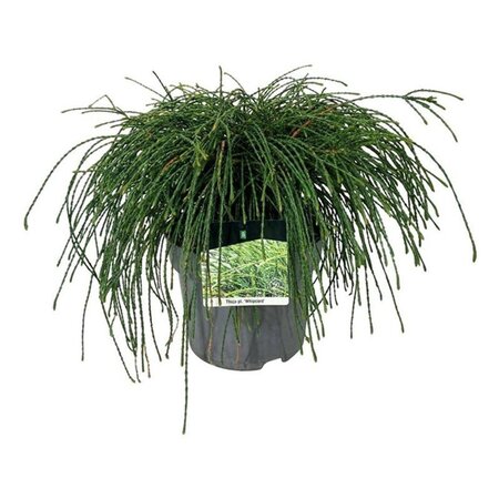 Tilia platyphyllos 6-8 Hoogstam wortelgoed - afbeelding 7