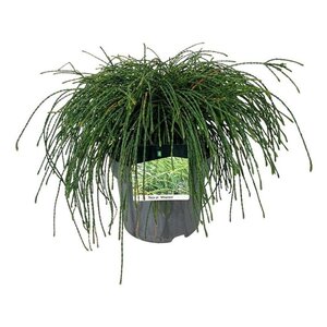 Tilia platyphyllos 6-8 Hoogstam wortelgoed - afbeelding 7