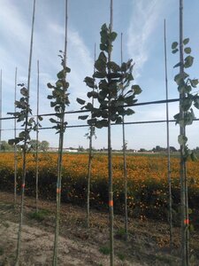 Tilia platyphyllos 8-10 Hoogstam wortelgoed