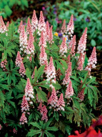 Tiarella 'Pink Skyrocket' geen maat specificatie 0,55L/P9cm - afbeelding 1