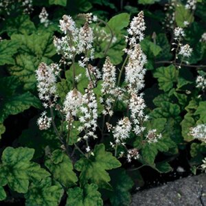 Tiarella wherryi geen maat specificatie 0,55L/P9cm - afbeelding 7