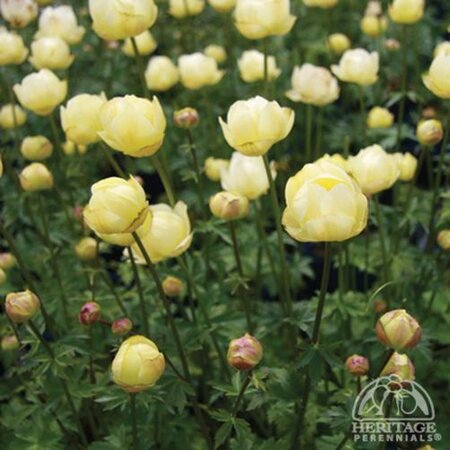 Trollius 'Alabaster' geen maat specificatie 0,55L/P9cm - afbeelding 1