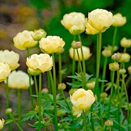 Trollius 'Alabaster' geen maat specificatie 0,55L/P9cm - afbeelding 3