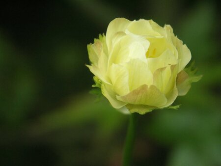 Trollius 'Alabaster' geen maat specificatie 0,55L/P9cm - afbeelding 4