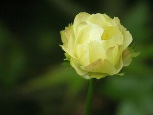 Trollius 'Alabaster' geen maat specificatie 0,55L/P9cm - afbeelding 4