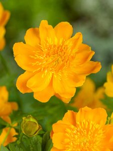 Trollius chinensis 'Golden Queen' geen maat specificatie 0,55L/P9cm