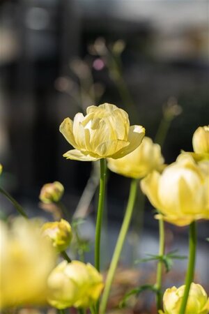 Trollius 'Cheddar' geen maat specificatie 0,55L/P9cm - afbeelding 1