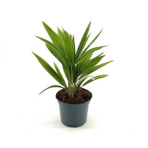 Trachycarpus fortunei 25-30 cm cont. 2,0L