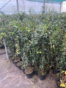 Trachelospermum jasminoides 100-120 cm cont. 3,0L met stok