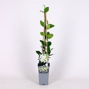 Trachelospermum jasminoides 70 cm vierkant 2L - image 2
