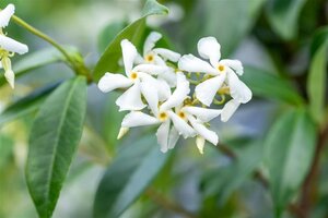 Trachelospermum jasminoides 80-100 cm cont. 3,0L met stok