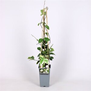 Trachelospermum j. 'Variegatum' 70 cm vierkant 2L