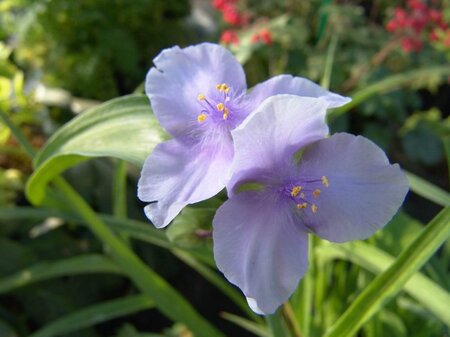 Tradescantia (A) 'Little Doll' geen maat specificatie 0,55L/P9cm - afbeelding 2