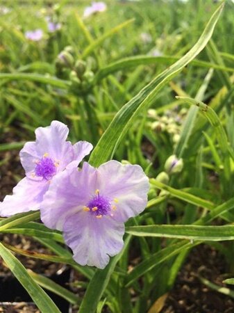 Tradescantia (A) 'Little Doll' geen maat specificatie 0,55L/P9cm - afbeelding 1