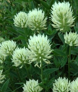 Trifolium ochroleucon geen maat specificatie 0,55L/P9cm - afbeelding 2